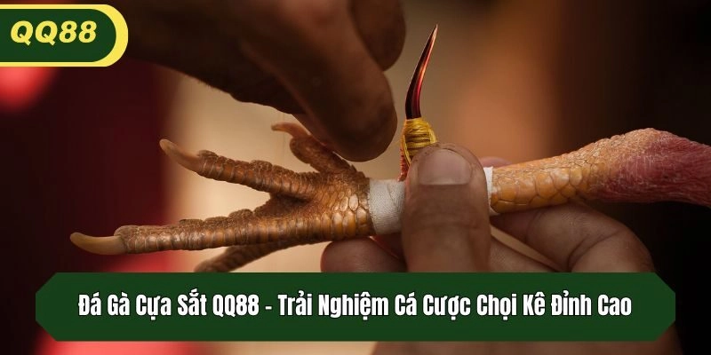 Đá Gà Cựa Sắt QQ88 - Trải Nghiệm Cá Cược Chọi Kê Đỉnh Cao