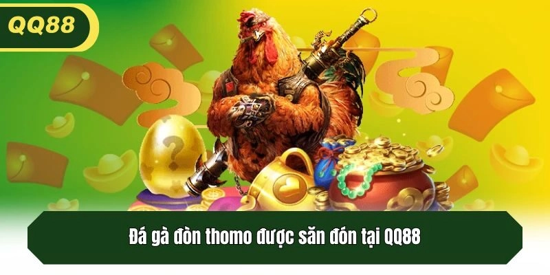 Đá gà đòn thomo được săn đón tại QQ88