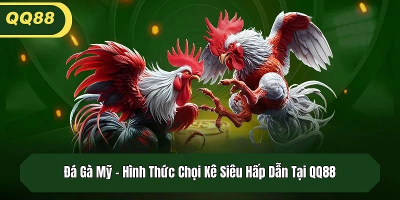 Đá Gà Mỹ – Hình Thức Chọi Kê Siêu Hấp Dẫn Tại QQ88