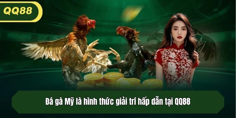 Đá gà Mỹ là hình thức giải trí hấp dẫn tại QQ88