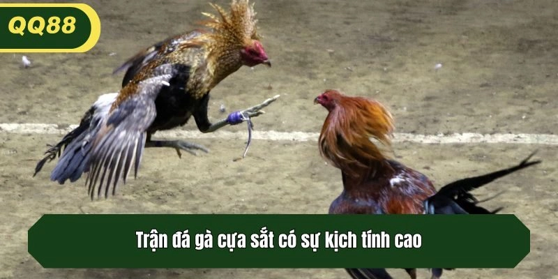Trận đá gà cựa sắt có sự kịch tính cao