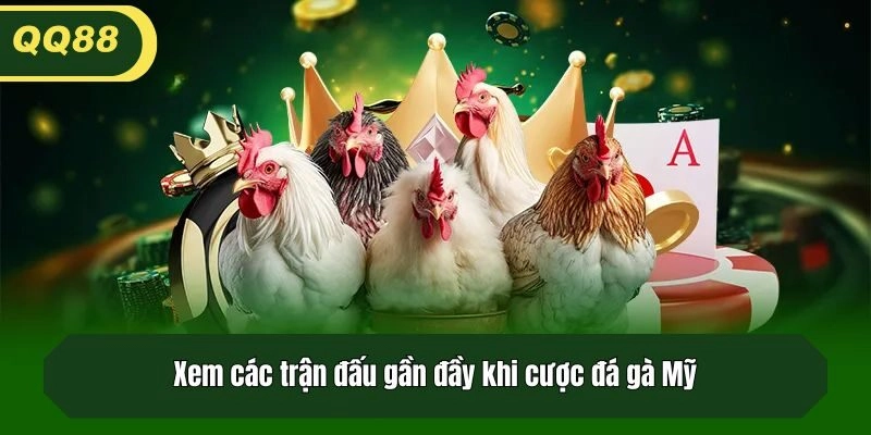 Xem các trận đấu gần đầy khi cược đá gà Mỹ